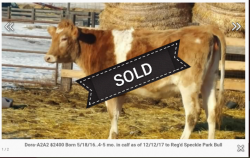 Dora-A2A2 $2500 Born 5/18/16..4-5 mo. in calf as of 12/12/17 to Reg'd Speckle Park Bull