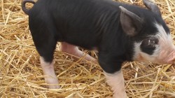  Registered Berkshire breeding stock..